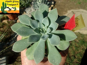 Echeveria Souvenir