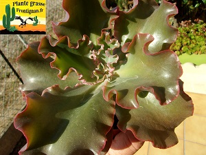 Echeveria Spectre