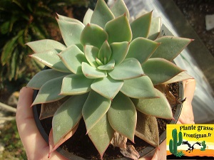 Echeveria Spleen