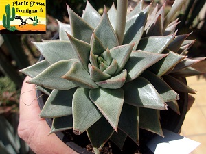 Echeveria Starlette