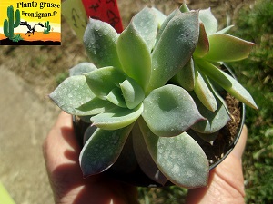 Echeveria Succube
