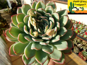 Echeveria Sylvia et Pietra