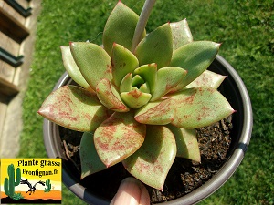 Echeveria Symphonie