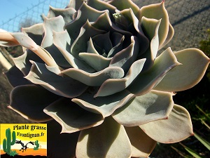 Echeveria Tabou