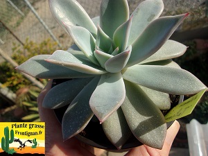 Echeveria Talisman