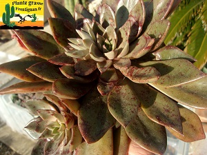 Echeveria Tama