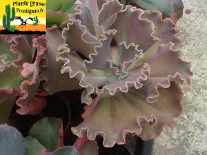 Echeveria Tanga