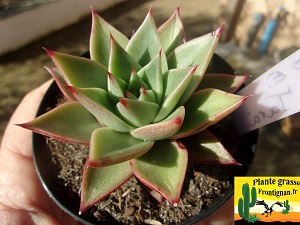 Echeveria Tara