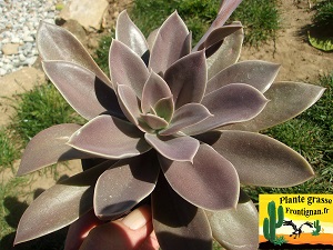 Echeveria Temps des Cerises