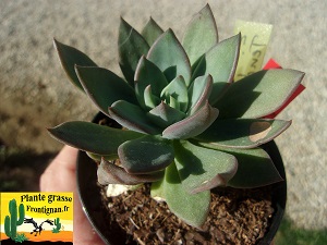 Echeveria Tendance