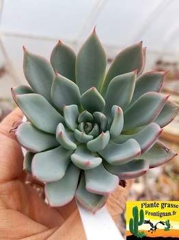 Echeveria Teona