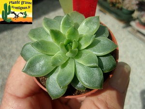 Echeveria Terra