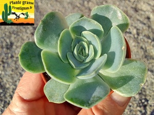 Echeveria Tessa