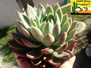 Echeveria Thais