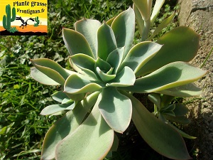 Echeveria Theano