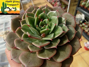 Echeveria Titiana