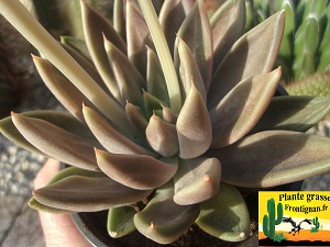 Echeveria Totem