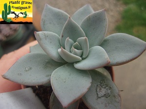 Echeveria Tour de Magie