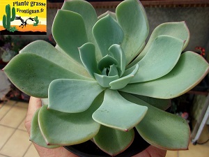 Echeveria Tramontane