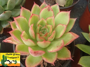 Echeveria Tresor