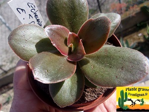 Echeveria Tsarine