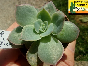 Echeveria Ulupi
