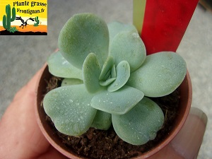 Echeveria Vallonia