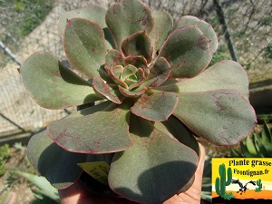 Echeveria Vertige