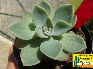 Echeveria Vestale