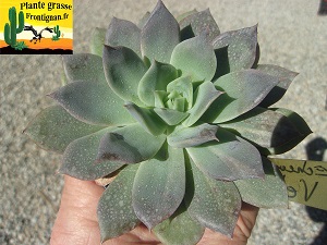 Echeveria Veto