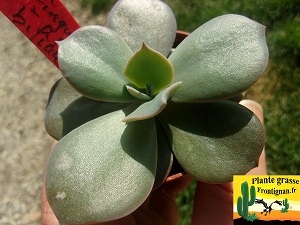 Echeveria Vily