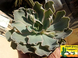 Echeveria Viperine