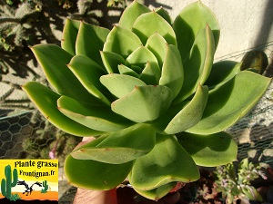 Echeveria Vitamine