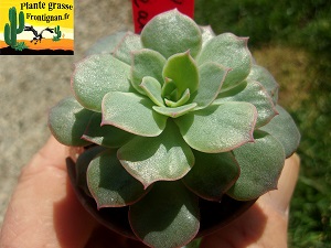 Echeveria Xana