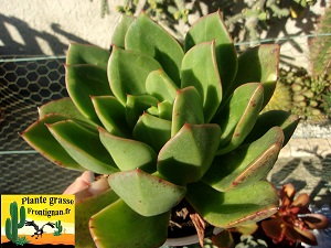 Echeveria Yin et Yang