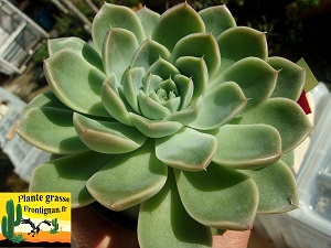 Echeveria Zelena