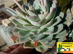 Echeveria Zumba