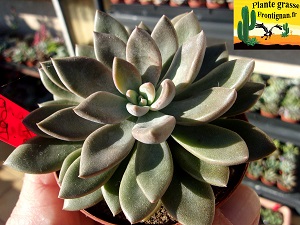 Graptopetalum Amigo