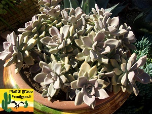 Graptopetalum Ruza