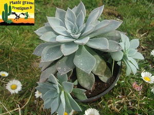 Graptopetalum Violette