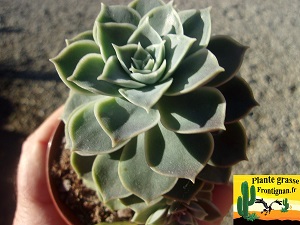 Graptophyria Marie Antoinette