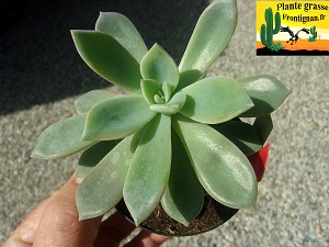 Graptophyria Solo