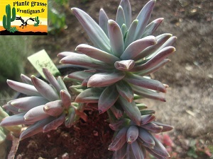 Graptophytum Dragi