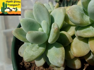 Graptosedum Amicie