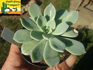 Graptosedum Circe