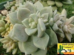 Graptosedum Douce Folie