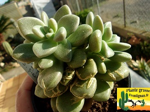 Graptosedum Especial Paco