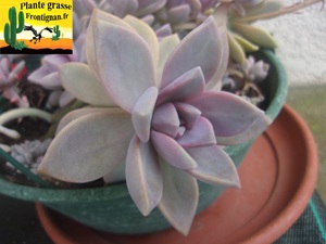 Graptosedum Marchande de Miel