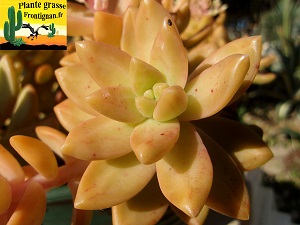 Graptosedum Tumbaga