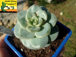 Graptovedum Karly